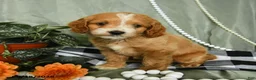 Cockapoo dogs for sale: Forrest - Ad 2