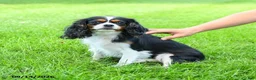 Cavalier King Charles Spaniel dogs for sale: Petunia - Ad 4