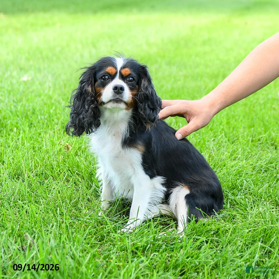 Cavalier King Charles Spaniel dogs for sale: Petunia - Ad 4