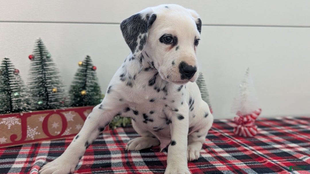 Dalmatian dogs for sale: Barney - Ad 6
