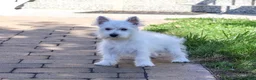 West Highland Terrier dogs for sale: Bonnie - Ad 1