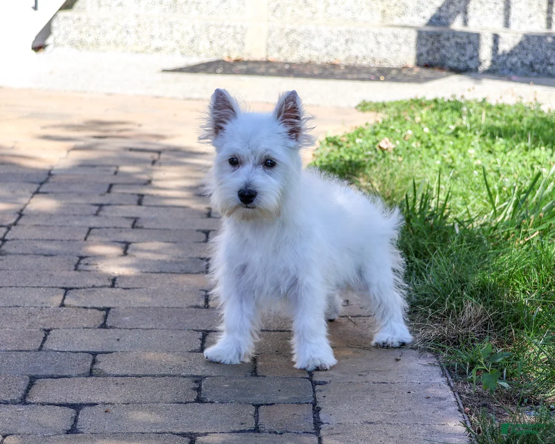West Highland Terrier dogs for sale: Bonnie - Ad 1