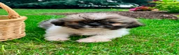 Shih Tzu dogs for sale: Jade - Ad 3