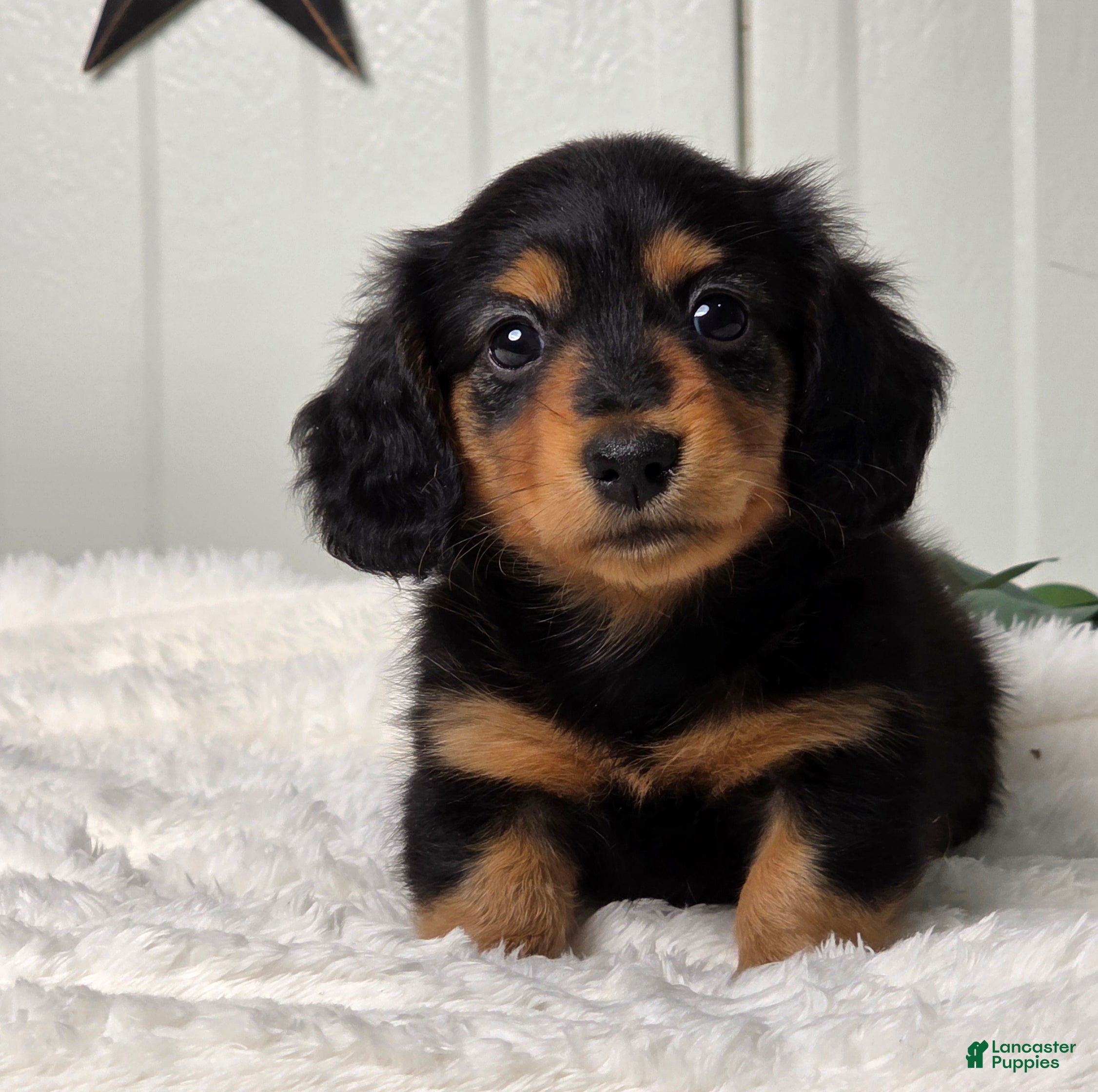 Miniature Dachshund dogs Bobbie - Ad 2