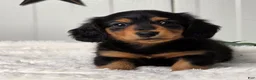 Miniature Dachshund dogs for sale: Bobbie - Ad 2