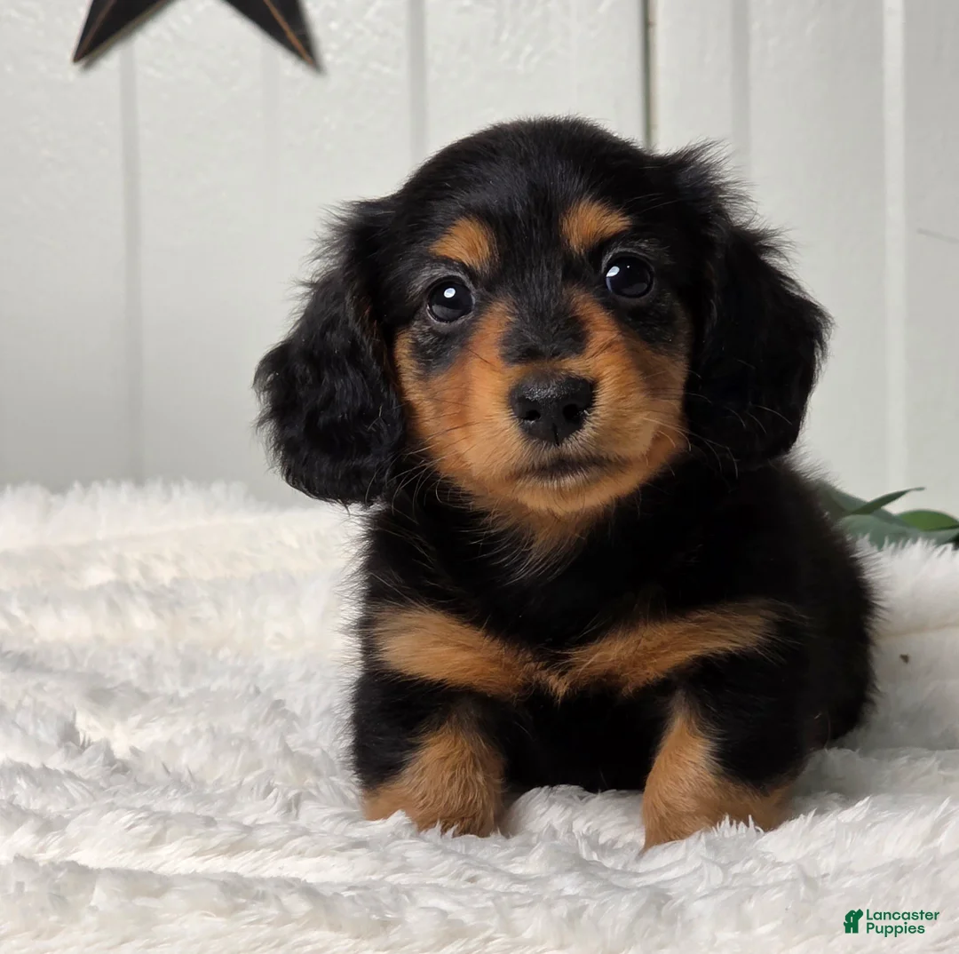 Miniature Dachshund dogs for sale: Bobbie - Ad 2