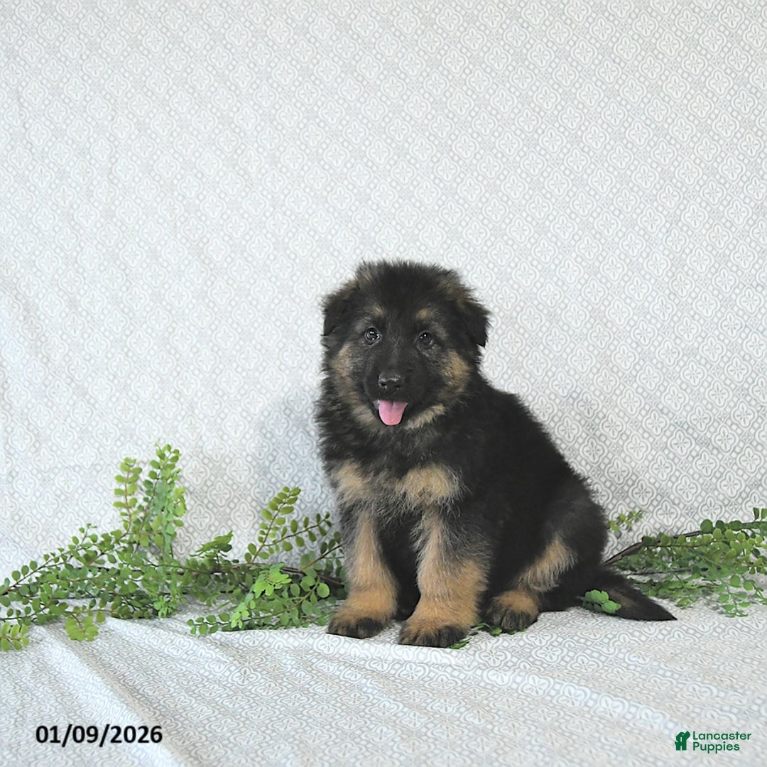 German Shepherd dogs for sale: Rex - Ad 1