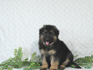 German Shepherd dogs Rex - Ad 32