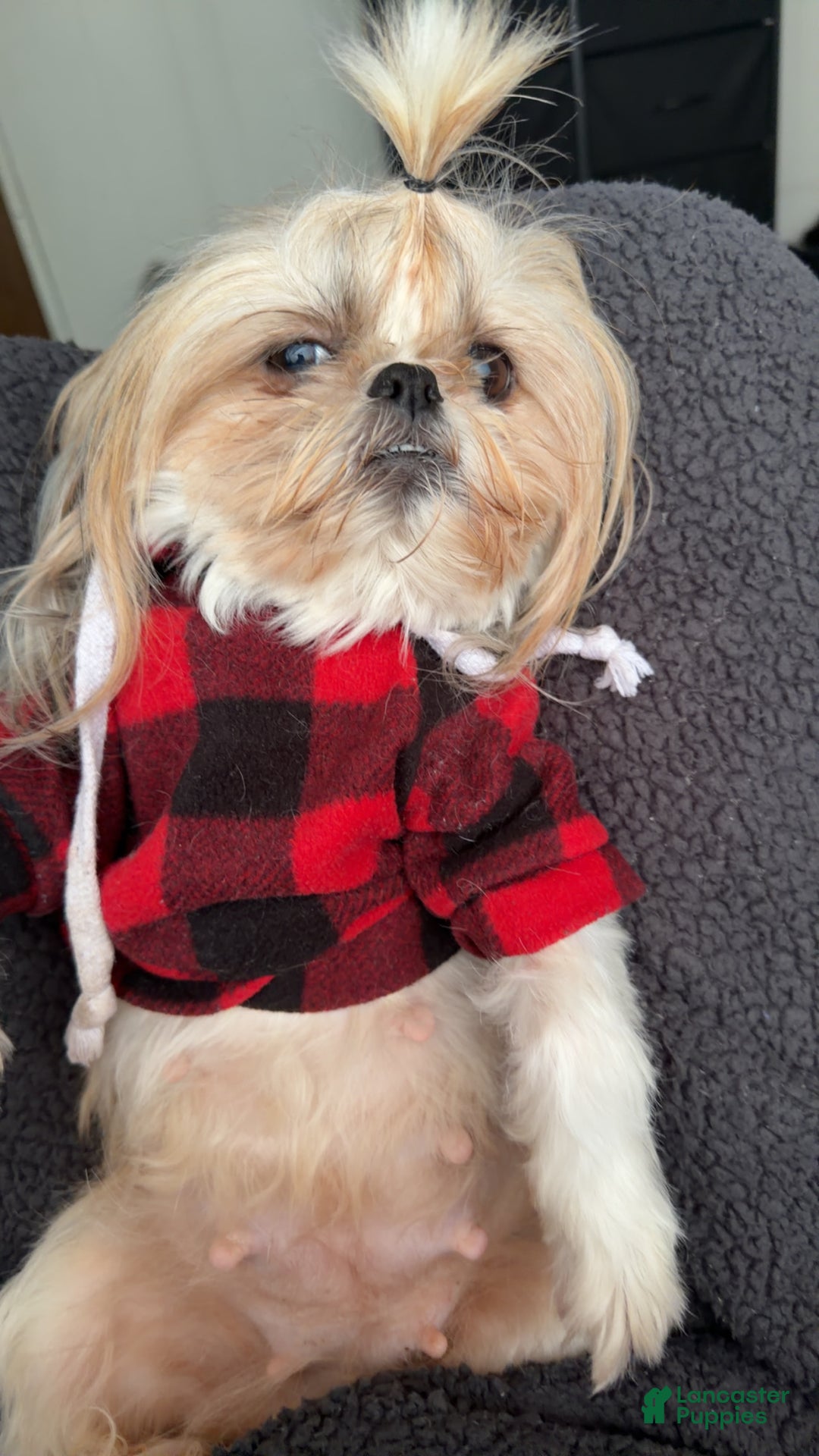 Shihpoo dogs for sale: Shihpoo Puppy 2 - Ad 9