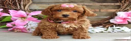 Toy Poodle dogs for sale: Molly - Ad 7