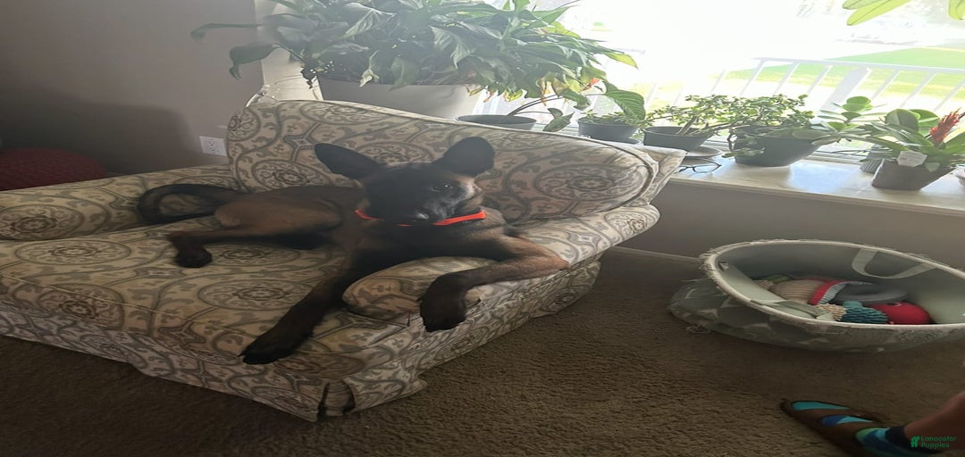 Gallery Image {{count}}