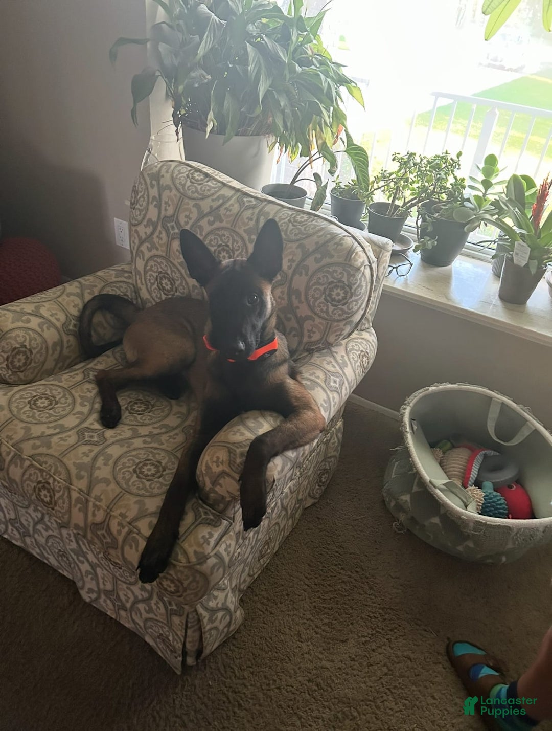 Gallery Image {{count}}