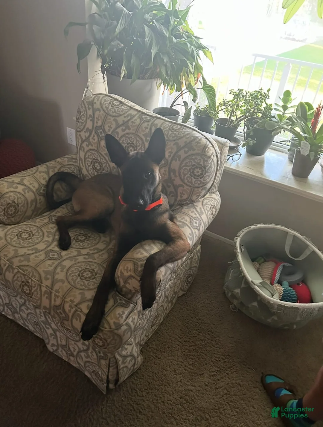 Gallery Image {{count}}