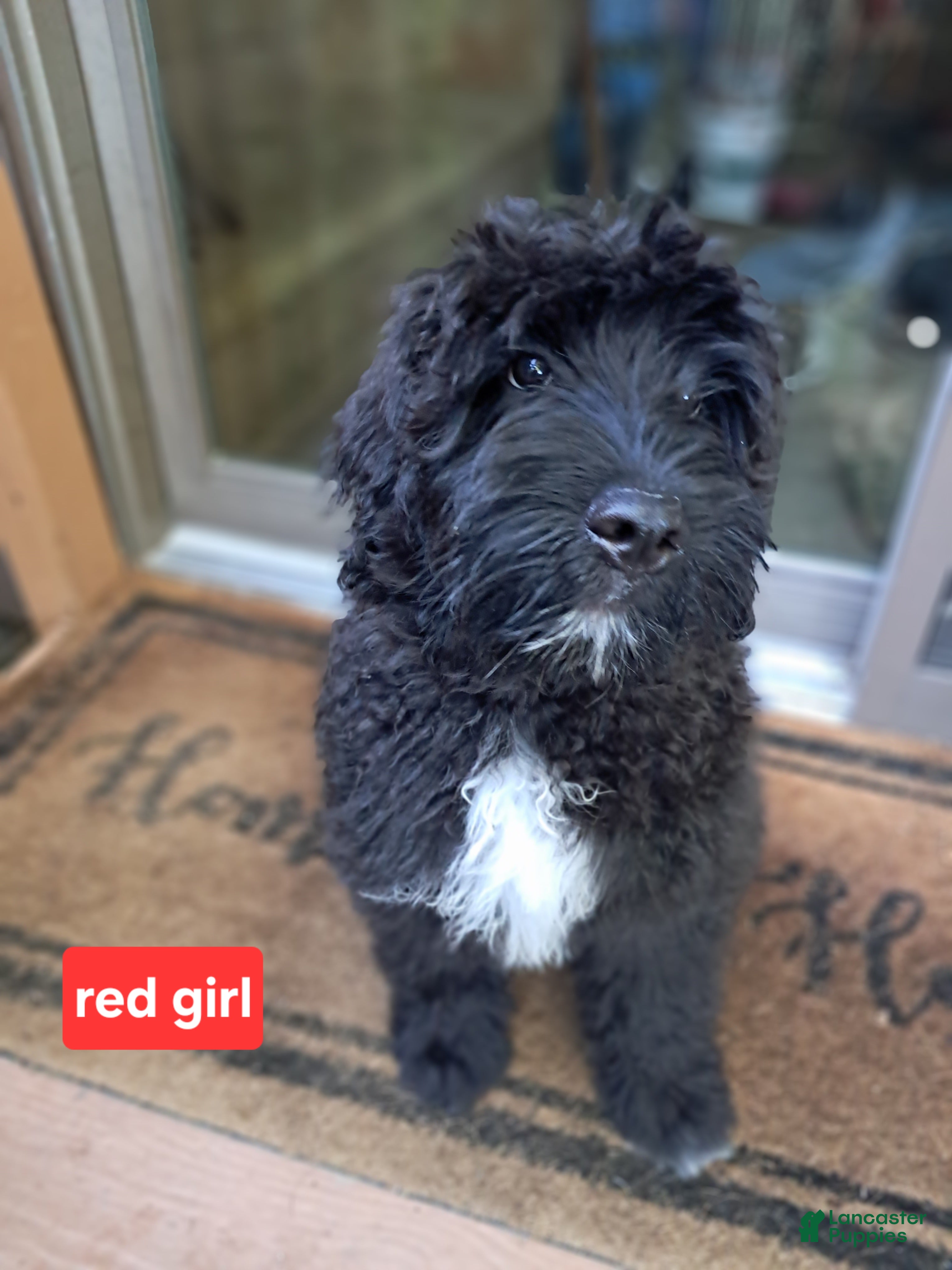 Bouvier Des Flandres dogs for sale: Bouvier Des Flandres 5 - Ad 2