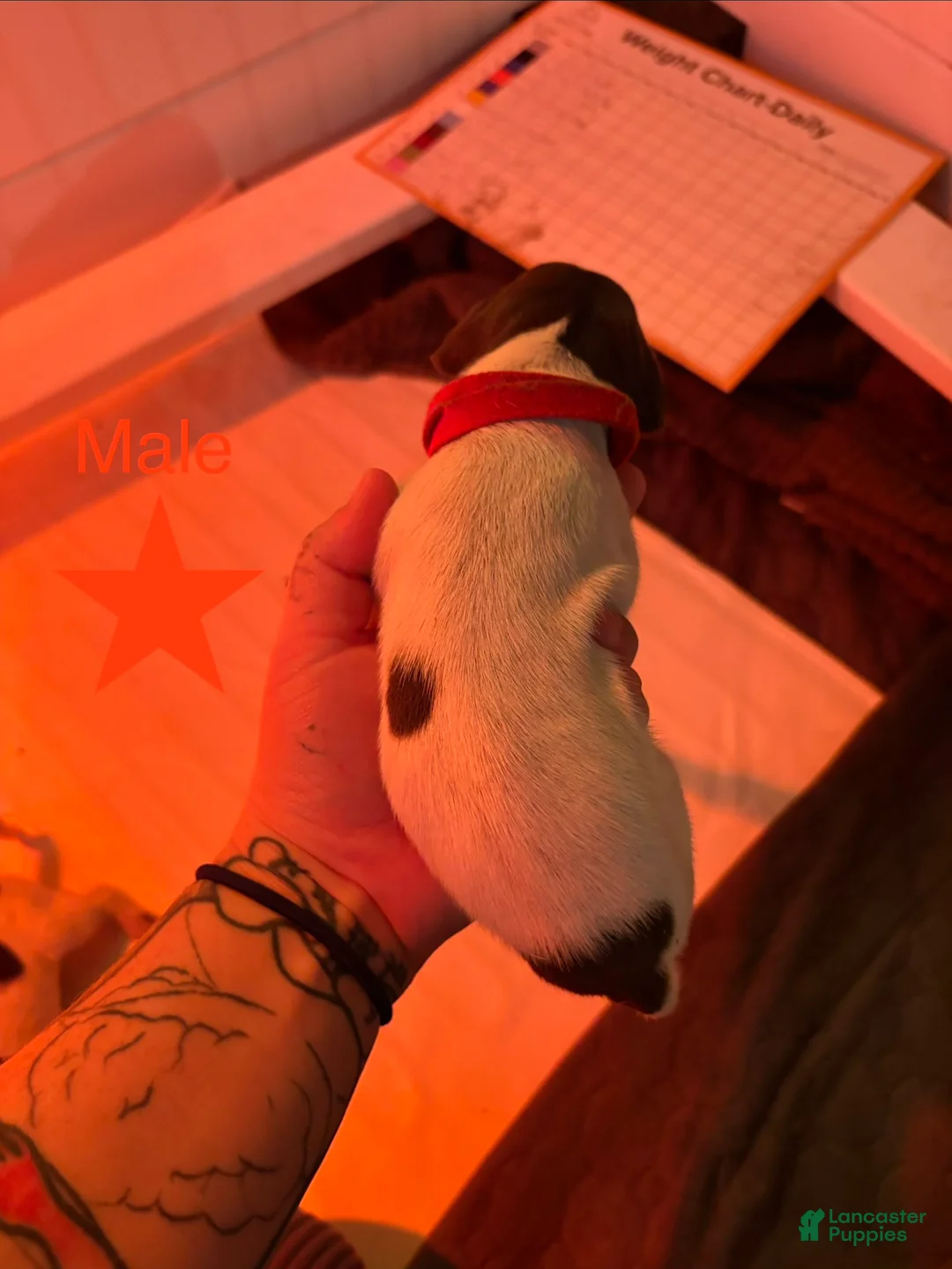 German Shorthaired Pointer dogs for sale: Junco - Ad 2