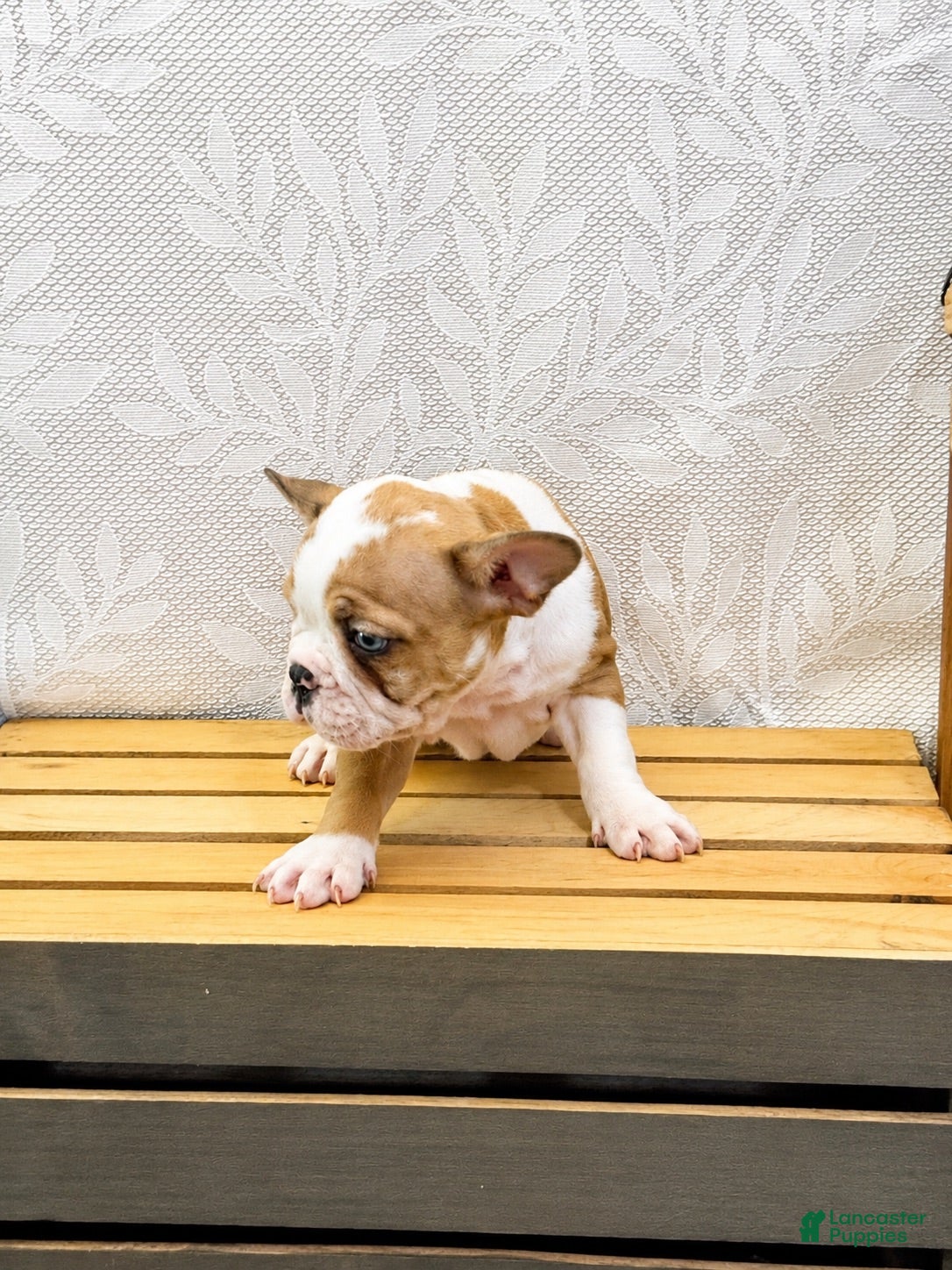 French Bulldog dogs Gordita  - Ad 1