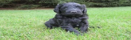 Mixed Breed dogs for sale: Marley - Ad 2