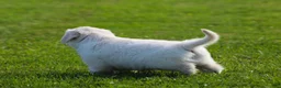 Golden Retriever dogs for sale: Riley - Ad 5
