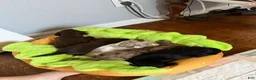 Dachshund dogs for sale: Dark Chocolate - Ad 25