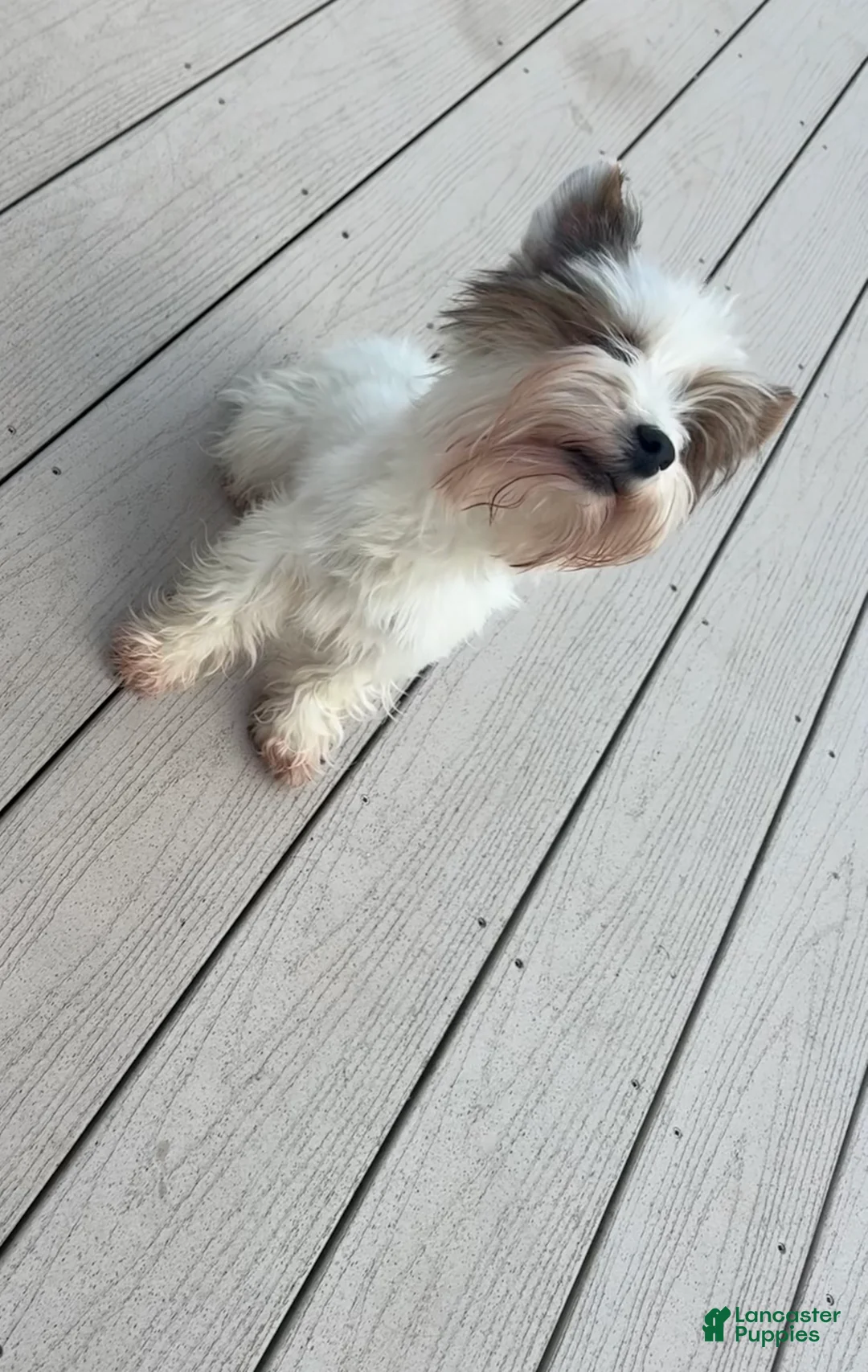 Yorkshire Terrier dogs for sale: Yorkshire Terrier 1 - Ad 2