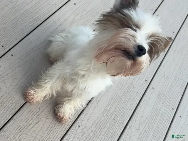 Yorkshire Terrier dogs Yorkshire Terrier 1 - Ad 2