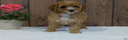 Cavapoo dogs for sale: Paisley  - Ad 1