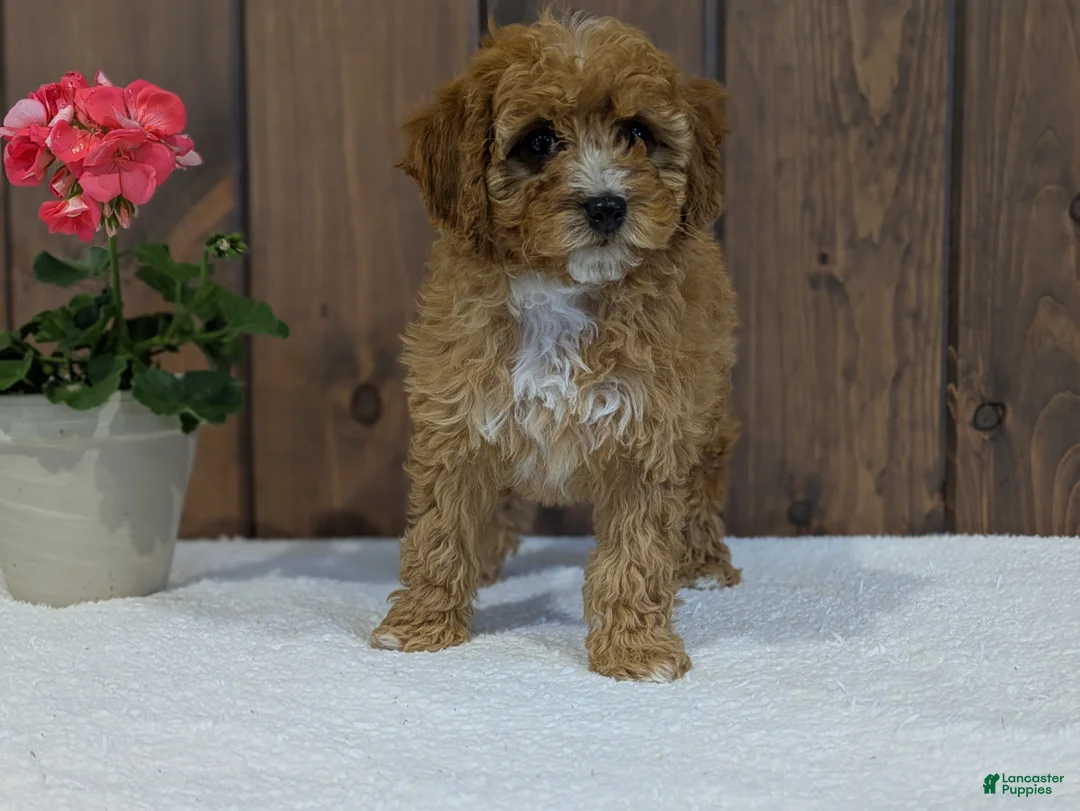 Cavapoo dogs for sale: Paisley  - Ad 1