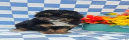 Yorkiepoo dogs for sale: Henry - Ad 2