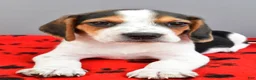 Beagle dogs for sale: Dash - Ad 4