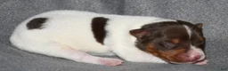 Rat Terrier dogs for sale: Massena - Ad 3