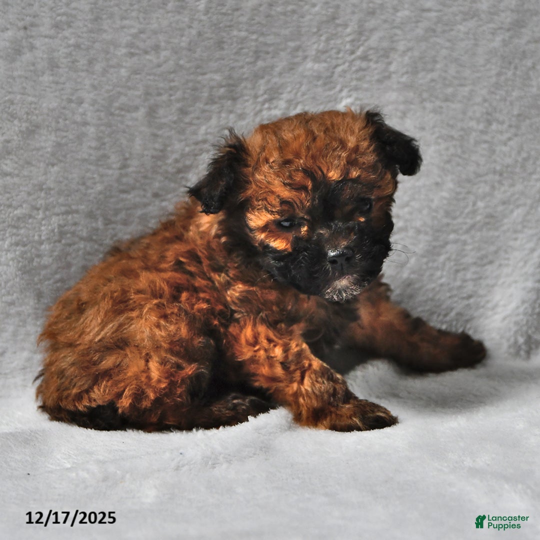 Toy Poodle dogs for sale: Braden - Ad 2