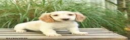 Miniature Dachshund dogs for sale: Pom pom - Ad 3
