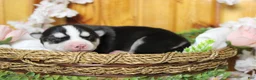 Siberian Husky dogs for sale: Storm  - Ad 4