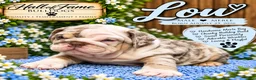 English Bulldog dogs for sale: LOU - Ad 3