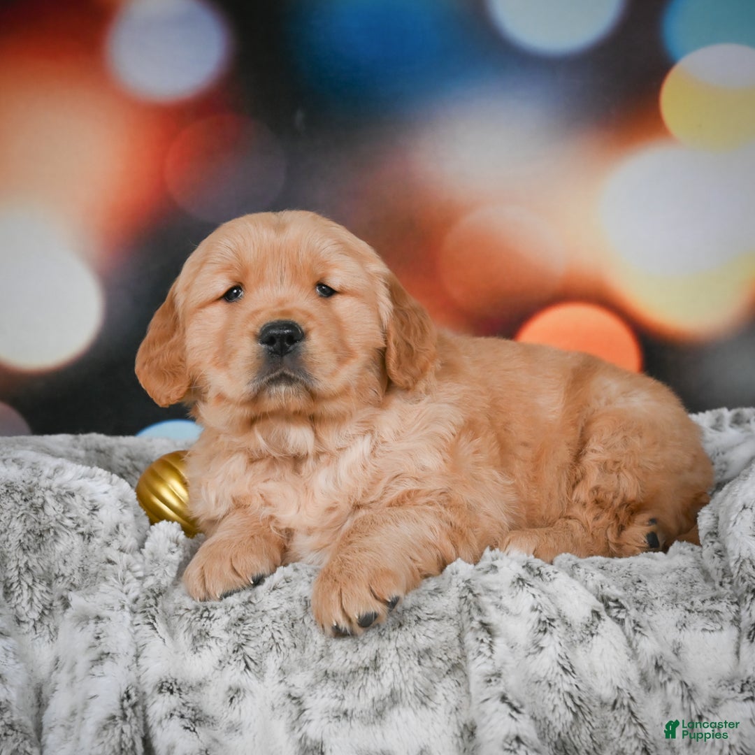 Golden Retriever dogs for sale: Charlie - Ad 9