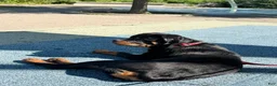 Rottweiler dogs for sale: Rottweiler 1 - Ad 2