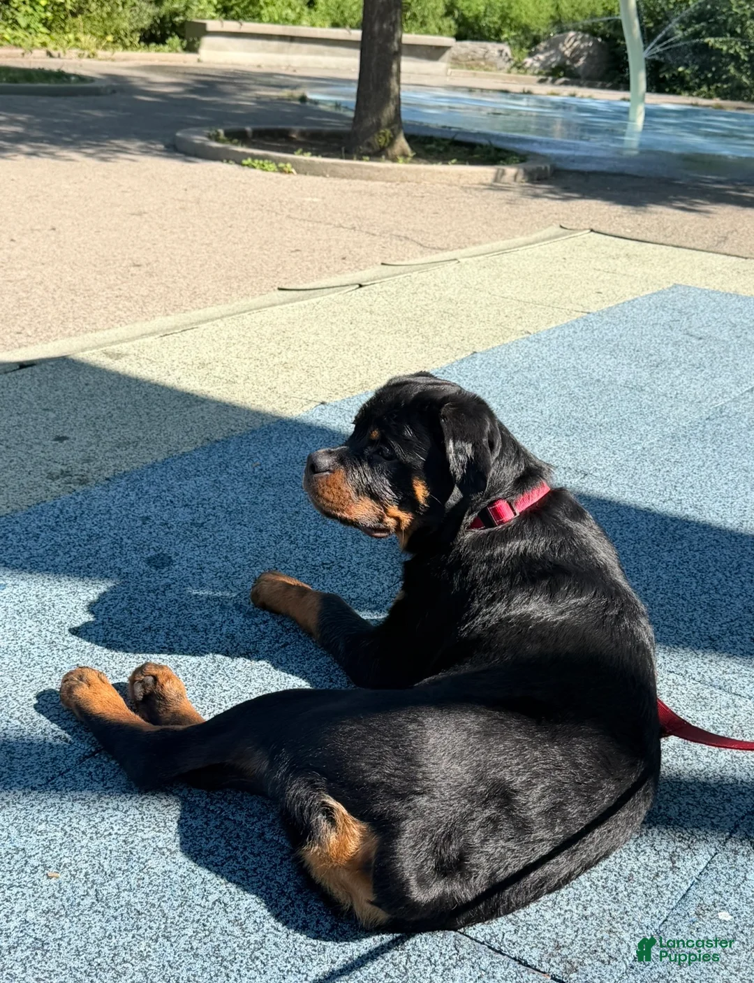 Rottweiler dogs for sale: Rottweiler 1 - Ad 2