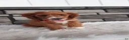 Cavapoo dogs for sale: Oscar  - Ad 7