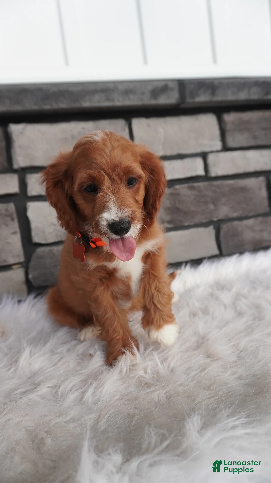 Cavapoo dogs for sale: Oscar  - Ad 7