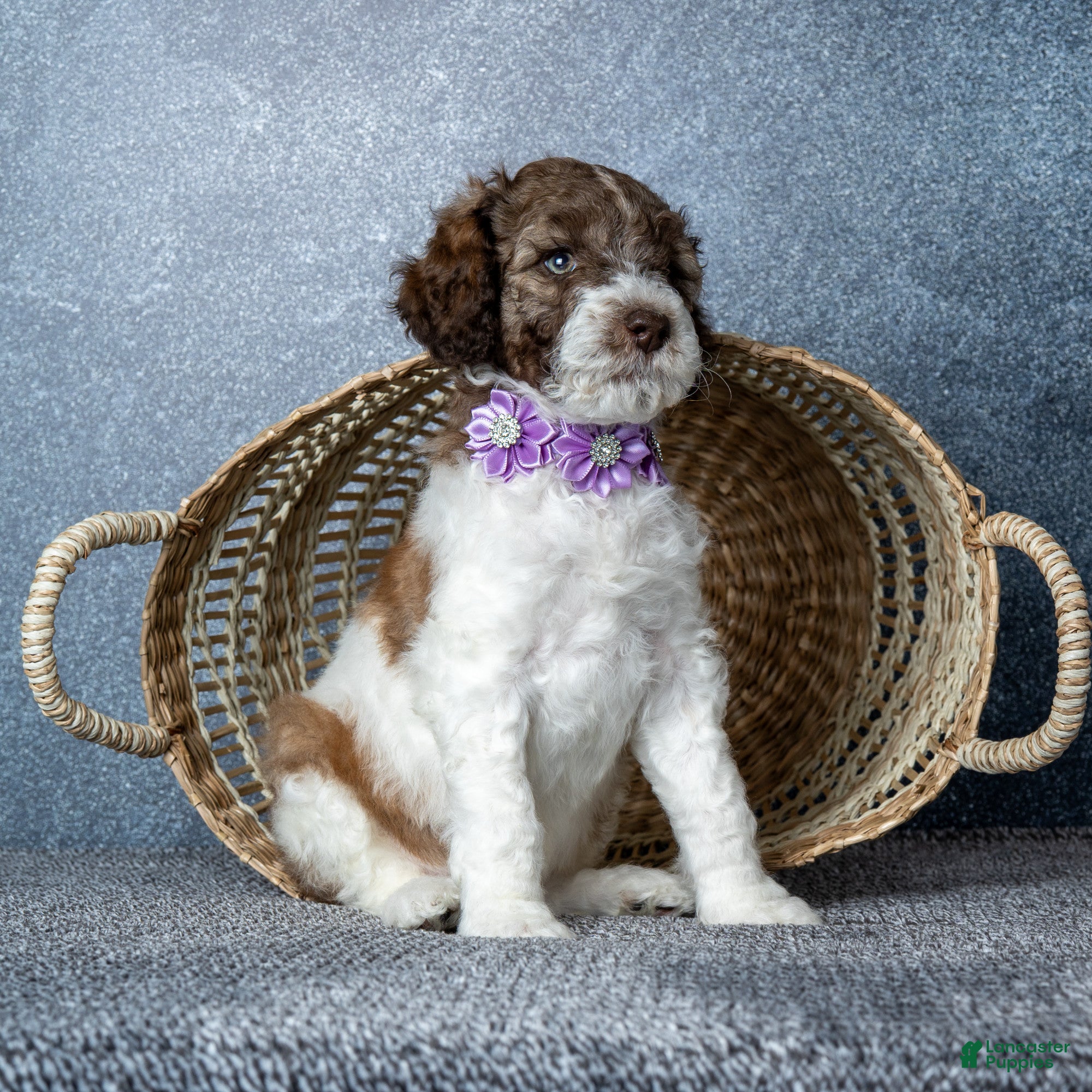 Goldendoodle dogs for sale: Ms. Caramel Latte - Chocolate-Caramel-and-White Parti Goldendoodle - Ad 4
