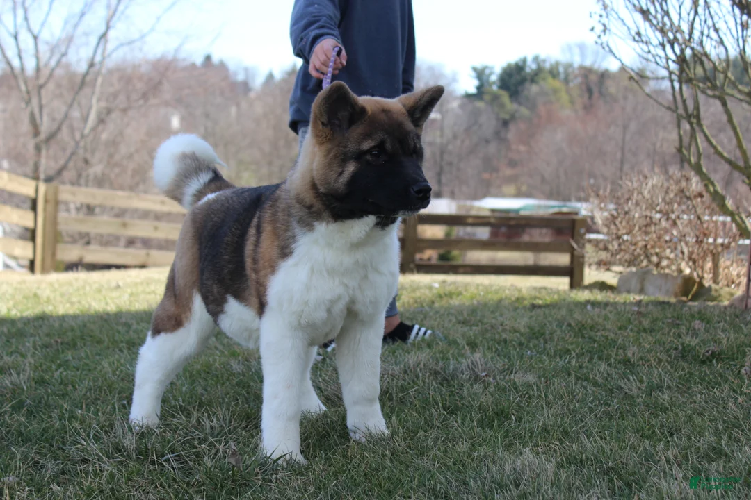 Akita dogs for sale: AKC Kuna - Ad 1