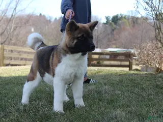 Akita dogs for sale: AKC Kuna - Ad 2