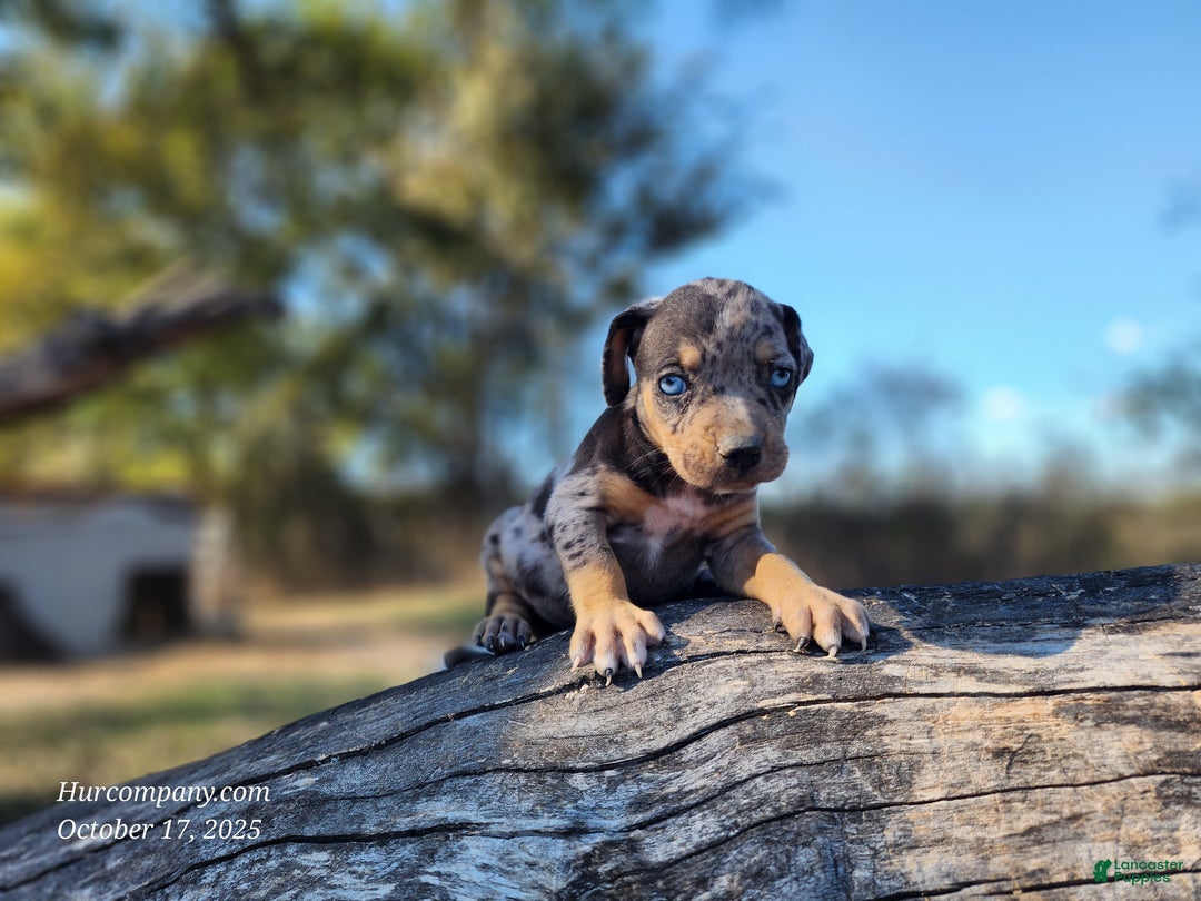 Catahoula Leopard Dog dogs for sale: Houdini 2025 Female 1 - Ad 5