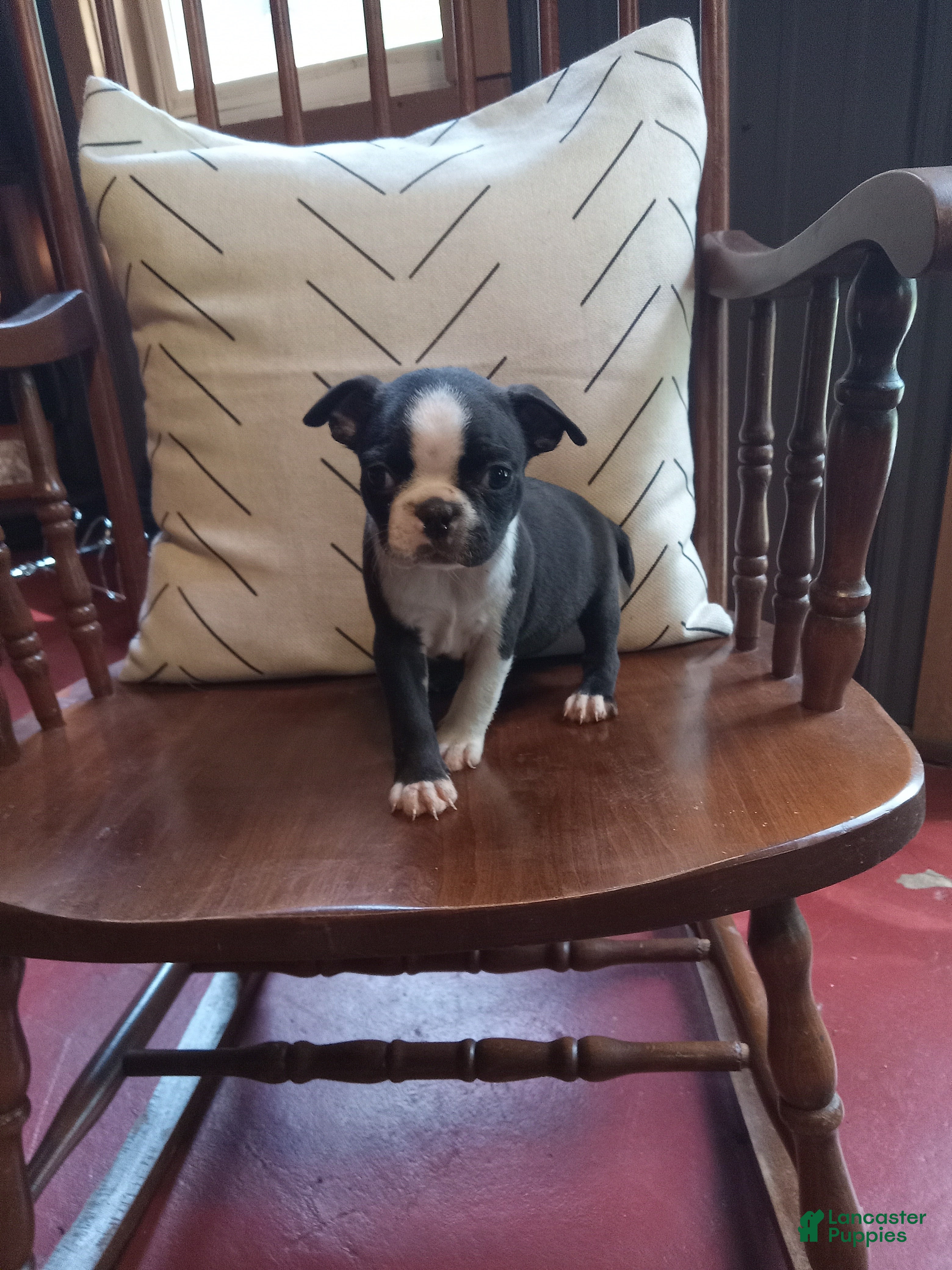 Boston Terrier dogs for sale: g-1 - Ad 3