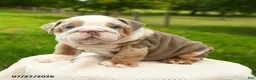 English Bulldog dogs for sale: Sarge - Ad 5
