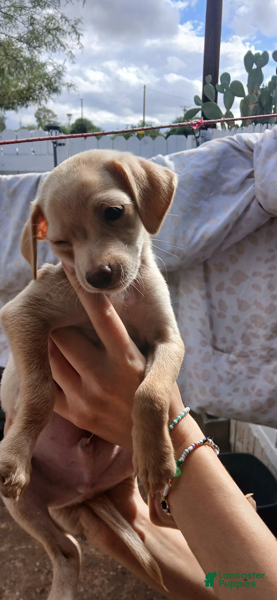 Mixed Breed dogs for sale: Mixed Breed 2 - Ad 2