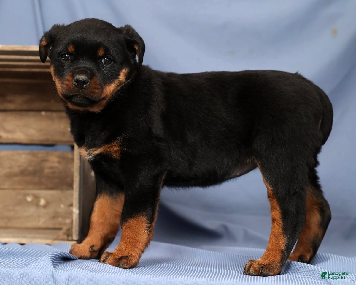 Rottweiler dogs Lilly - Ad 2