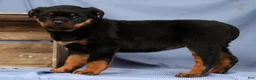 Rottweiler dogs for sale: Lilly - Ad 2