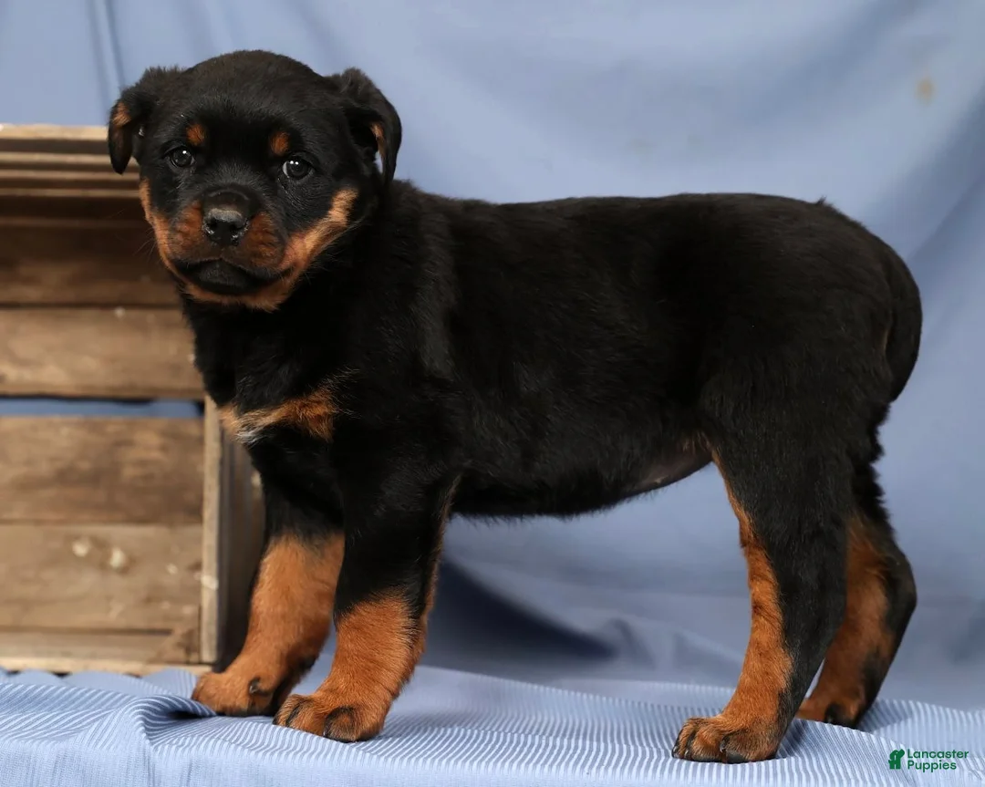 Rottweiler dogs for sale: Lilly - Ad 2