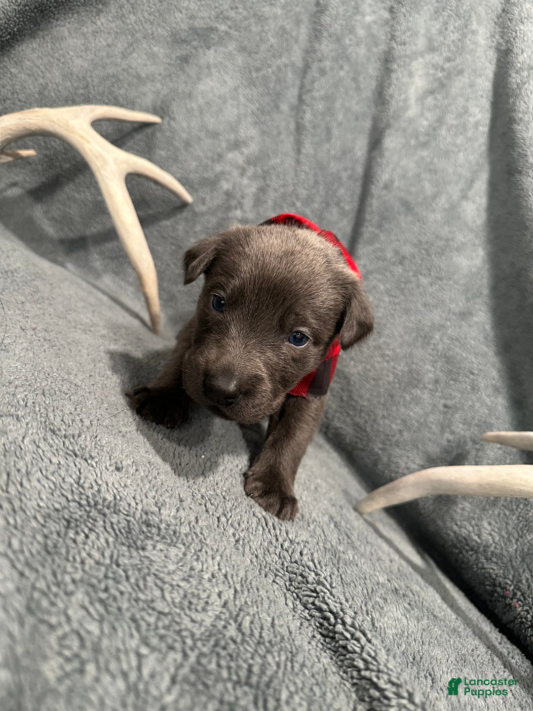 Labrador Retriever dogs for sale: Ash  - Ad 5